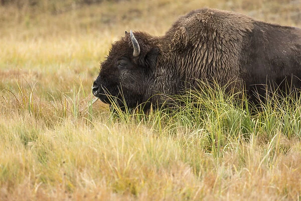 Yellowstone National Park, Wyoming, USA. American bison grazing in the tall grass