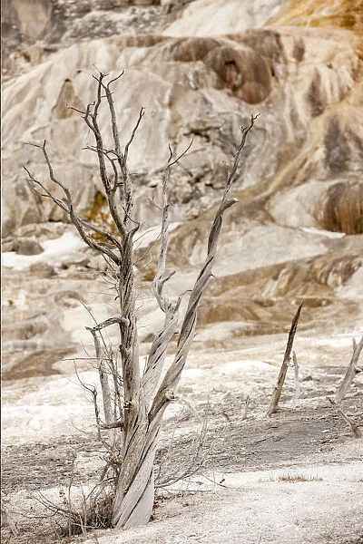 Yellowstone National Park, Wyoming, USA. Dead trees at Minerva Terrace at Mammoth Hot Springs