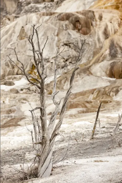 Framed Print : Yellowstone National Park, Wyoming, USA. Dead trees at Minerva Terrace at Mammoth Hot Springs Framed Print : Yellowstone National Park, Wyoming, USA. Dead trees at Minerva Terrace at Mammoth Hot Springs
