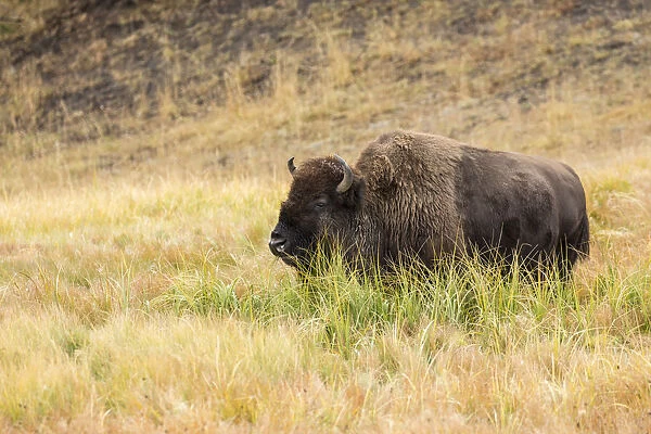 Yellowstone National Park, Wyoming, USA. American bison grazing in tall grass