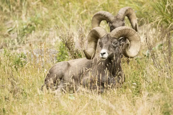 Framed Print : Yellowstone National Park, Wyoming, USA. Two male Bighorn Sheep resting