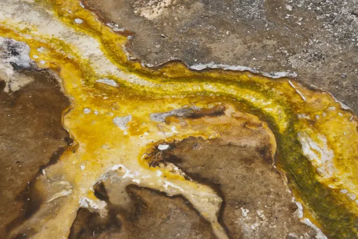 Framed Print : Yellowstone National Park, Wyoming, USA. Thermal bacteria mat Framed Print : Yellowstone National Park, Wyoming, USA. Thermal bacteria mat