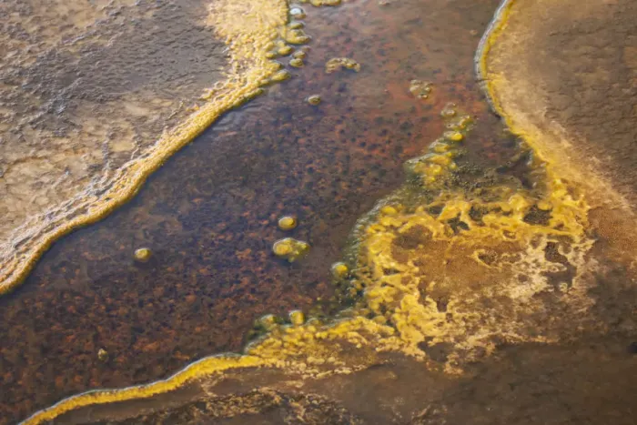 Framed Print : Yellowstone National Park, Wyoming, USA. Thermal bacteria mat