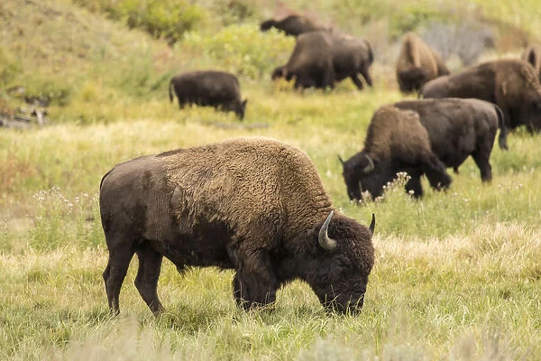 Yellowstone National Park, Wyoming, USA. American bison herd grazing