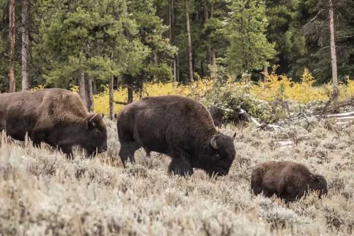Framed Print : Yellowstone National Park, Wyoming, USA. Bison family walking in Lamar Valley Framed Print : Yellowstone National Park, Wyoming, USA. Bison family walking in Lamar Valley
