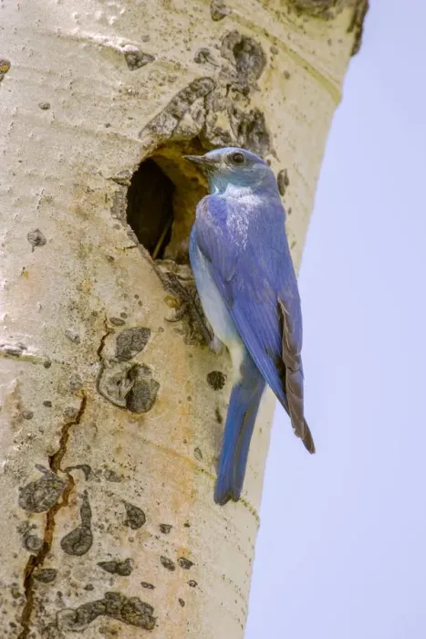 Framed Print : Yellowstone National Park, Wyoming, USA. Male mountain bluebird perched by its nesting Framed Print : Yellowstone National Park, Wyoming, USA. Male mountain bluebird perched by its nesting