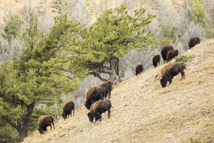 Framed Print : Yellowstone National Park, Wyoming, USA. Bison herd grazing on a steep hillside above Pebble Creek Framed Print : Yellowstone National Park, Wyoming, USA. Bison herd grazing on a steep hillside above Pebble Creek