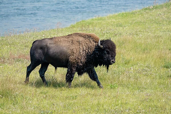 Yellowstone National Park, Wyoming, USA. Wet bison after swimming in the Yellowstone River