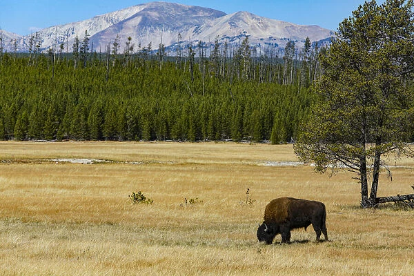 Yellowstone National Park, Wyoming, USA. Buffalo
