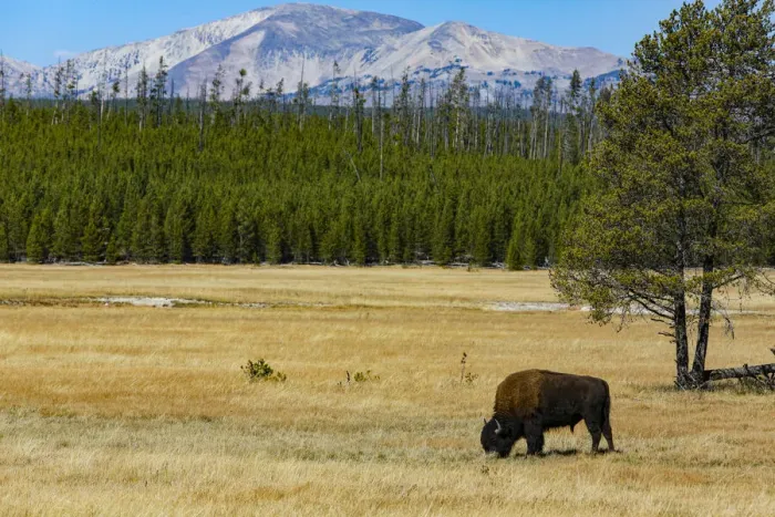 Framed Print : Yellowstone National Park, Wyoming, USA. Buffalo Framed Print : Yellowstone National Park, Wyoming, USA. Buffalo