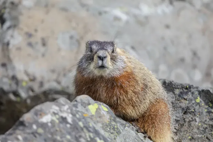 Framed Print : Yellowstone National Park, yellow-bellied marmot posing on a rock Framed Print : Yellowstone National Park, yellow-bellied marmot posing on a rock