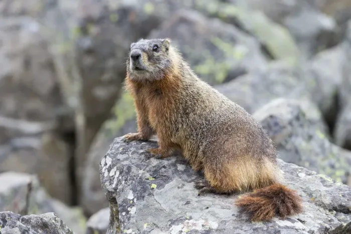 Framed Print : Yellowstone National Park, yellow-bellied marmot posing on a rock Framed Print : Yellowstone National Park, yellow-bellied marmot posing on a rock