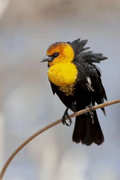 Yellowstone National Park, yellow-headed blackbird perched on a reed