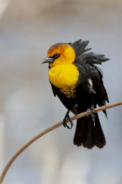 Framed Print : Yellowstone National Park, yellow-headed blackbird perched on a reed Framed Print : Yellowstone National Park, yellow-headed blackbird perched on a reed