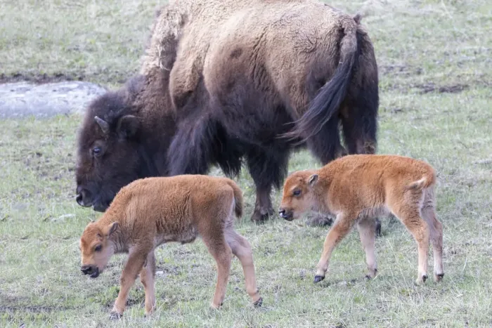Framed Print : Yellowstone National Park. Young bison calves stay close to their mother Framed Print : Yellowstone National Park. Young bison calves stay close to their mother