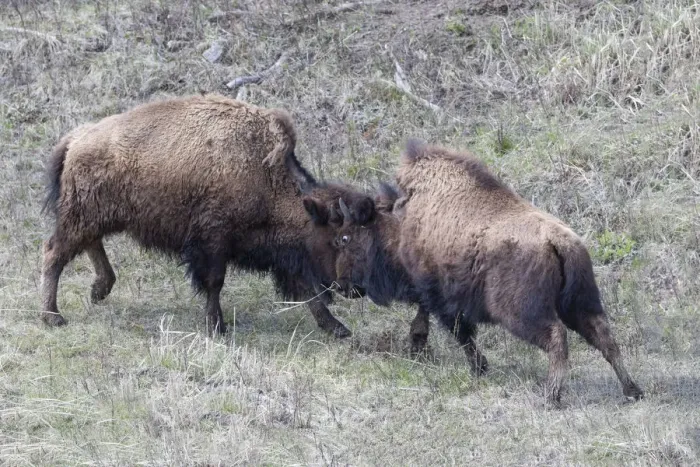 Framed Print : Yellowstone National Park. Two young bison playing fight