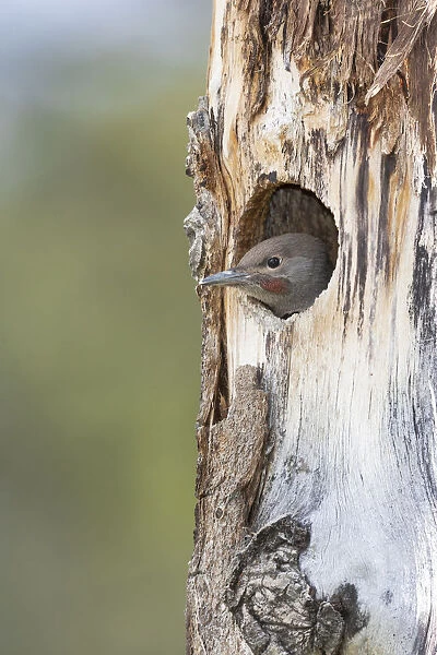 Yellowstone National Park, a young northern flicker peeks out of its nest hole