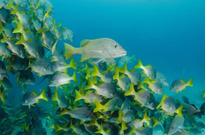 Framed Print : Yellowtail Grunt (Anisotremus interruptus) & Yellow Snapper (Lutjanus argentiventris) Framed Print : Yellowtail Grunt (Anisotremus interruptus) & Yellow Snapper (Lutjanus argentiventris)