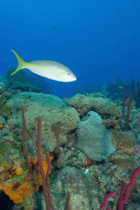 Framed Print : Yellowtail Snapper (Ocgurus chrysurus) & Erect Rope Sponge (Amphimedon compressa)