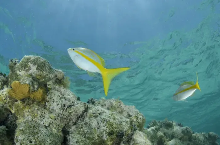 Framed Print : Yellowtail Snapper (Ocyurus chrysurus), Halfmoon Caye, Lighthouse Reef Atoll, Belize Framed Print : Yellowtail Snapper (Ocyurus chrysurus), Halfmoon Caye, Lighthouse Reef Atoll, Belize