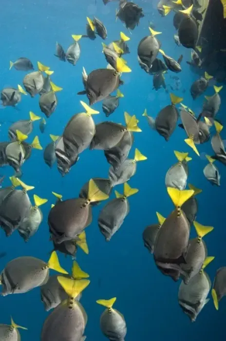 Framed Print : Yellowtailed Surgeonfish (Prionurus laticlavius) off of Wolf Island in the northern archepelago Framed Print : Yellowtailed Surgeonfish (Prionurus laticlavius) off of Wolf Island in the northern archepelago