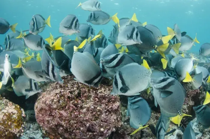Framed Print : Yellowtailed Surgeonfish (Prionurus laticlavus) GALAPAGOS ISLANDS Framed Print : Yellowtailed Surgeonfish (Prionurus laticlavus) GALAPAGOS ISLANDS