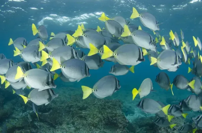 Framed Print : Yellowtailed Surgeonfish (Prionurus laticlavus) GALAPAGOS ISLANDS Framed Print : Yellowtailed Surgeonfish (Prionurus laticlavus) GALAPAGOS ISLANDS