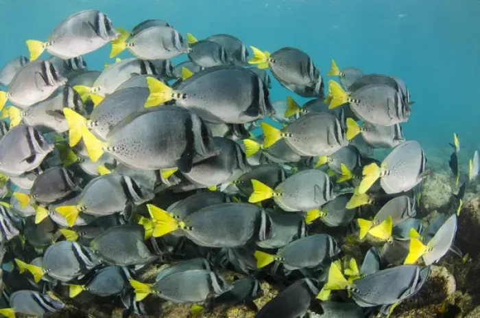 Framed Print : Yellowtailed Surgeonfish (Prionurus laticlavus) GALAPAGOS ISLANDS