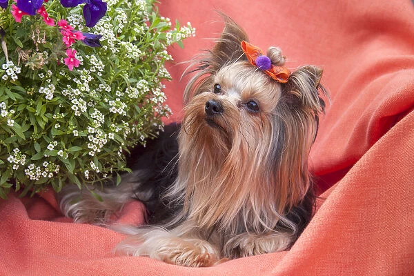 Yorkshire Terrier lying on salmon colored fabric