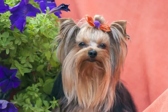 Framed Print : Yorkshire Terrier with potted flowers Framed Print : Yorkshire Terrier with potted flowers
