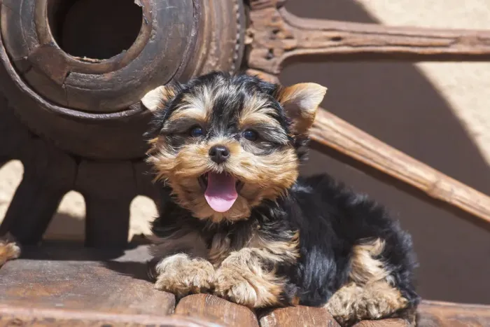 Framed Print : Yorkshire Terrier Puppy laying by wooden wheel