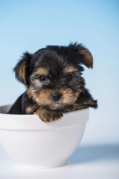 Yorkshire Terrier puppy sitting in a small bowl. (PR)