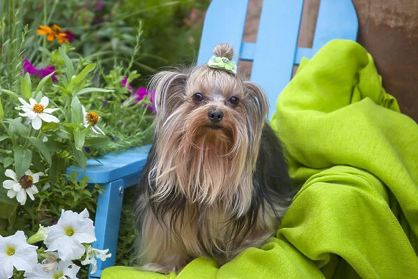 Yorkshire Terrier sitting on blue chair with green fabric