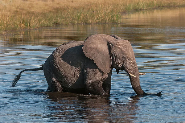A young African elephant, Loxodonta Africana, crossing the Savuti Channel, Linyanti, Botswana