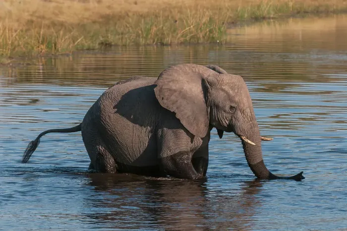 Framed Print : A young African elephant, Loxodonta Africana, crossing the Savuti Channel, Linyanti, Botswana Framed Print : A young African elephant, Loxodonta Africana, crossing the Savuti Channel, Linyanti, Botswana