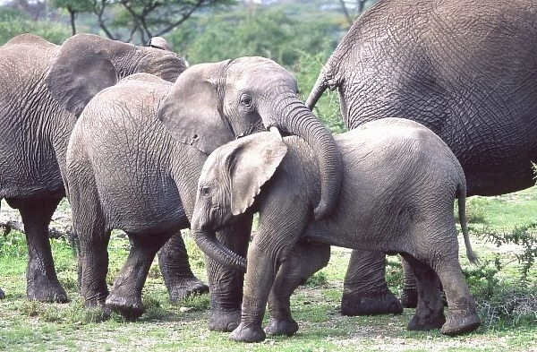 Young African Elephants Wrestling, Loxodonta africana, Tanzania Africa