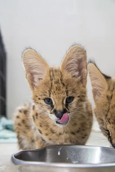 Framed Print : Young African serval kittens