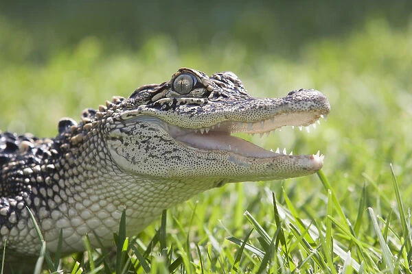young alligator head, mouth open