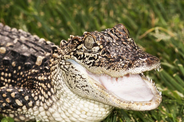 Young Alligator, mouth open, head and shoulders