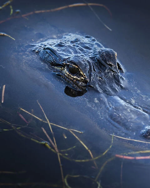 Young American Alligator, Merritt Island NWR, Florida