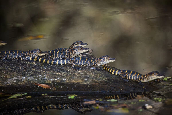 Young American alligators on a log in a south Florida swamp