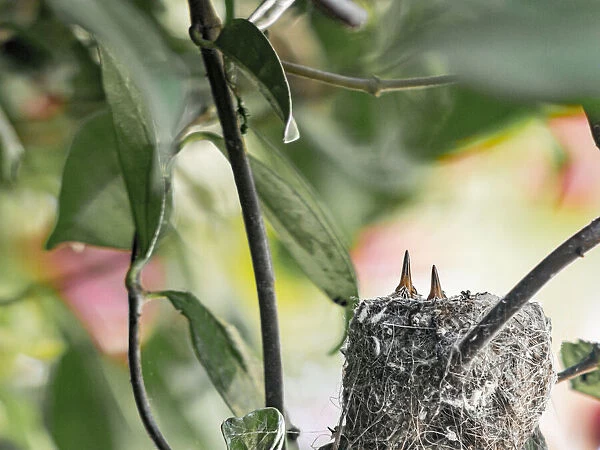 Young in Annas hummingbird nest in bougainvillea vine, Los Angeles, California