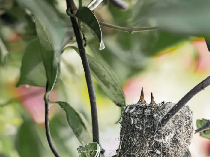 Framed Print : Young in Annas hummingbird nest in bougainvillea vine, Los Angeles, California Framed Print : Young in Annas hummingbird nest in bougainvillea vine, Los Angeles, California