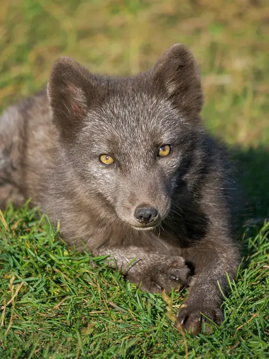 Framed Print : Young Arctic fox, blue morph, in an enclosure for orphaned arctic foxes of the Melrakkasetur (Arctic Fox Research Center). Iceland Framed Print : Young Arctic fox, blue morph, in an enclosure for orphaned arctic foxes of the Melrakkasetur (Arctic Fox Research Center). Iceland