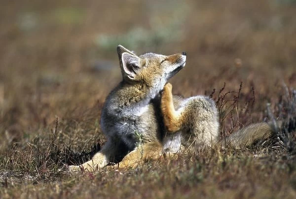 A young Argentine Gray Fox, (Dusicyon griseus), aka Patagonian Fox, Torres Del Paine National Park