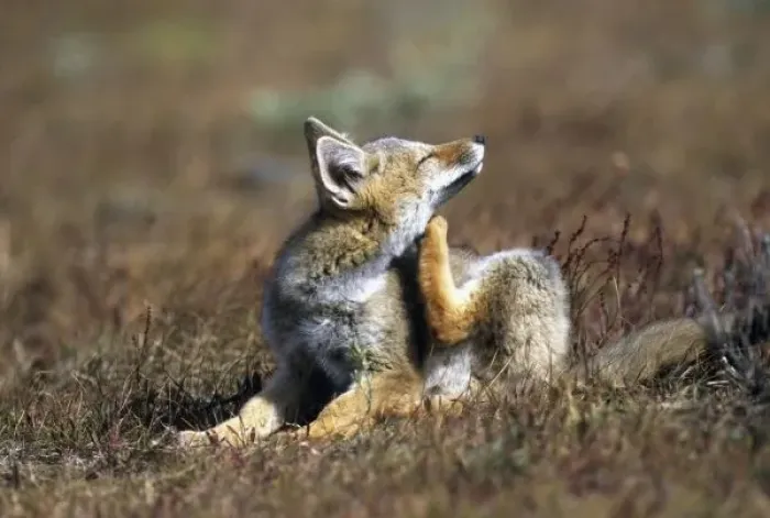 Framed Print : A young Argentine Gray Fox, (Dusicyon griseus), aka Patagonian Fox, Torres Del Paine National Park