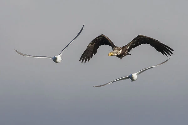 Young bald eagle trying to evade hungry seagulls
