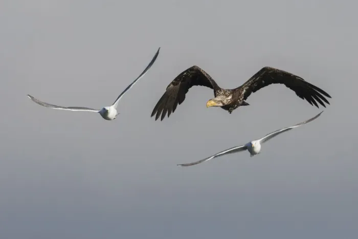 Framed Print : Young bald eagle trying to evade hungry seagulls Framed Print : Young bald eagle trying to evade hungry seagulls