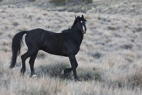 Young black stallion prancing