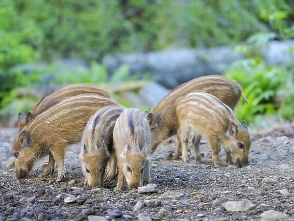 Young boar, piglet. Wild Boar (Sus scrofa) in Forest. National Park Bavarian Forest
